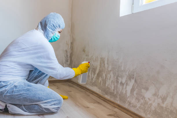 Licensed Mold Remediation service in Oregon City, OR - WQB Mold Removal